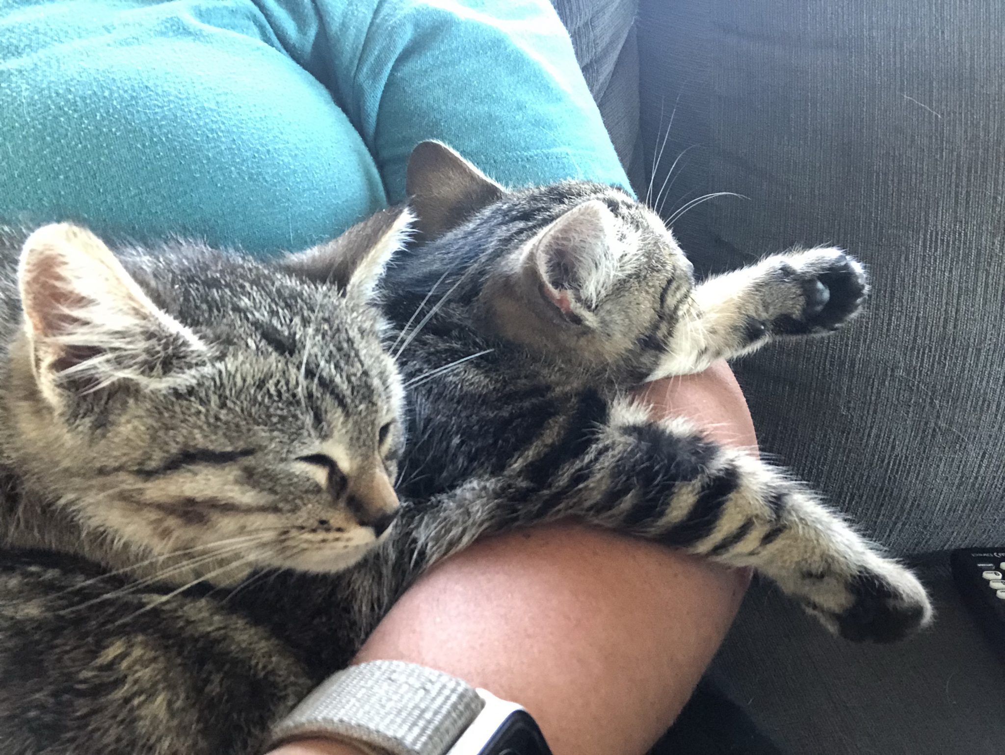 Kittens Whitecourt Homeless Animal Rescue Foundation, located in